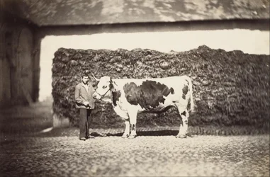 Præmie Bull